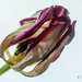 Withered tulip by elisasaeter