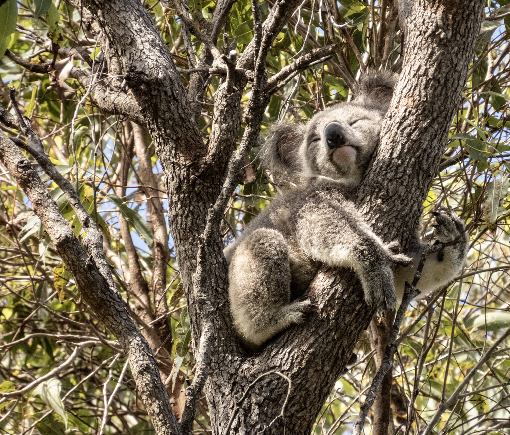 how do they make the tree look soft? by koalagardens