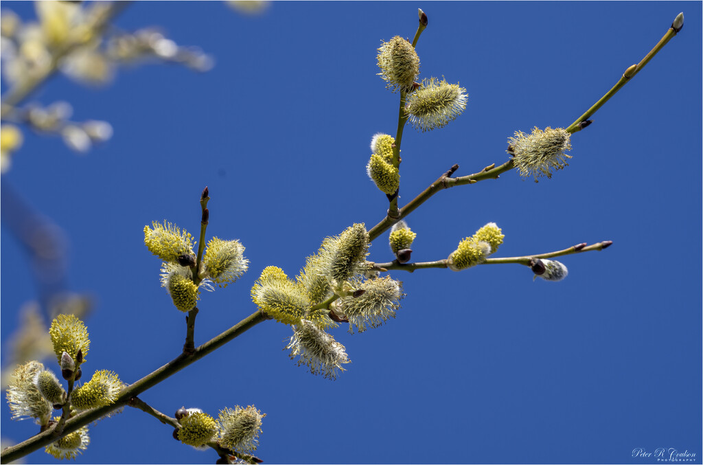 Pussy Willow by pcoulson