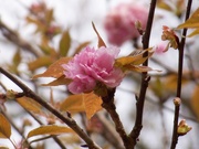 4th Apr 2023 - Kwanzan cherry tree blossoms...