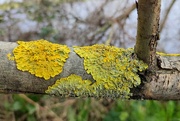 3rd Apr 2023 - Wetlands lichen 