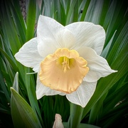 1st Apr 2023 - Last of the Daffodils 