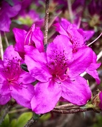 31st Mar 2023 - Our Azaleas Are in Bloom