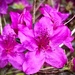 Our Azaleas Are in Bloom by calm