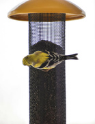 3rd Apr 2023 - First Goldfinch Of The Spring...