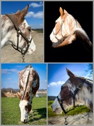 3rd Apr 2023 - Serafina -  8 year old mare