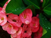 4th Apr 2023 -  Beautiful Crown of Thorns Flowers ~ 