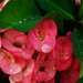  Beautiful Crown of Thorns Flowers ~  by happysnaps