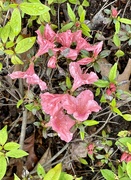 3rd Apr 2023 - Azalea Blooms