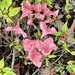 Azalea Blooms by kvphoto