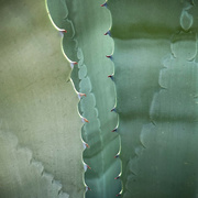 3rd Apr 2023 - Agave ~ Close Up