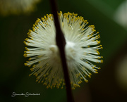 3rd Apr 2023 - Exploding pussy willow