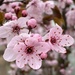 Cherry Blossoms  by clay88