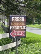 16th Feb 2023 - Pineapple for sale