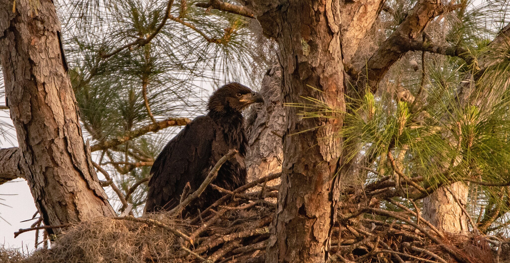One of the Baby Eagles! by rickster549