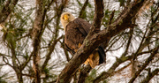 3rd Apr 2023 - Bald Eagle Parent!