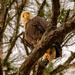 Bald Eagle Parent! by rickster549