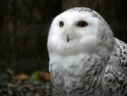 24th Mar 2023 - Snowy owl