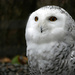 Snowy owl by gq