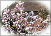 4th Apr 2023 - The Magnolia