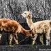 Two llamas by stuart46