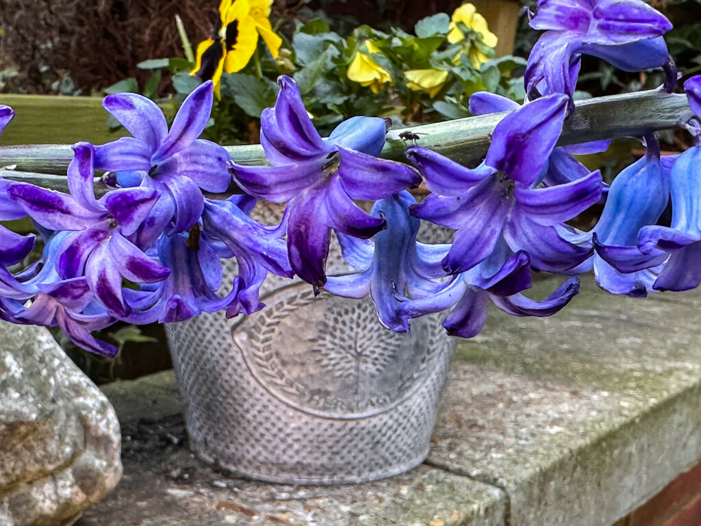 Hyacinth by pamknowler
