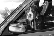 3rd Apr 2023 - dogs in cars