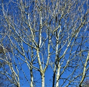 4th Apr 2023 - Birches and blue sky.