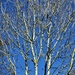 Birches and blue sky. by grace55