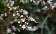 2nd Apr 2023 - Prunus 