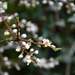 Prunus  by parisouailleurs