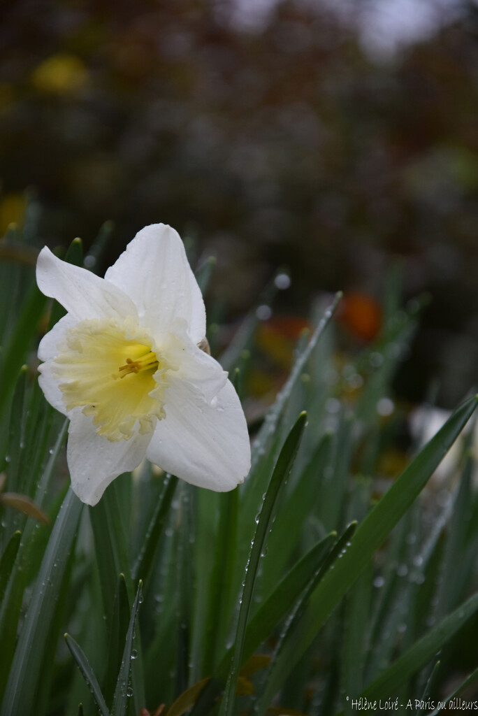 Daffodils afterthe rain by parisouailleurs