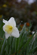 2nd Apr 2023 - Daffodils afterthe rain