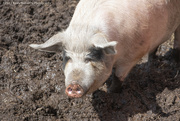 2nd Apr 2023 - A pig's life