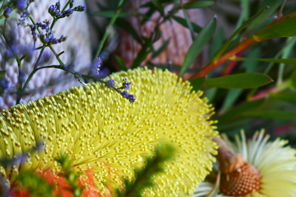 092.1 - Yellow Banksia by nannasgotitgoingon
