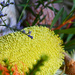 092.1 - Yellow Banksia by nannasgotitgoingon