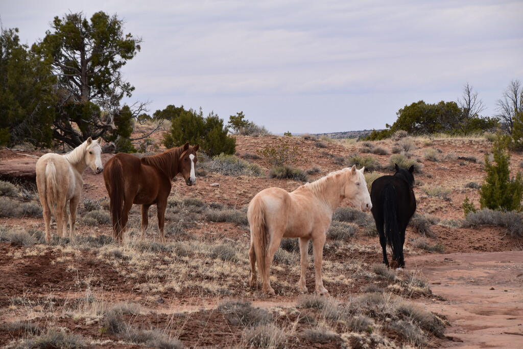 Wild Horses in Canyon De Chelly by bigdad
