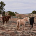 Wild Horses in Canyon De Chelly by bigdad
