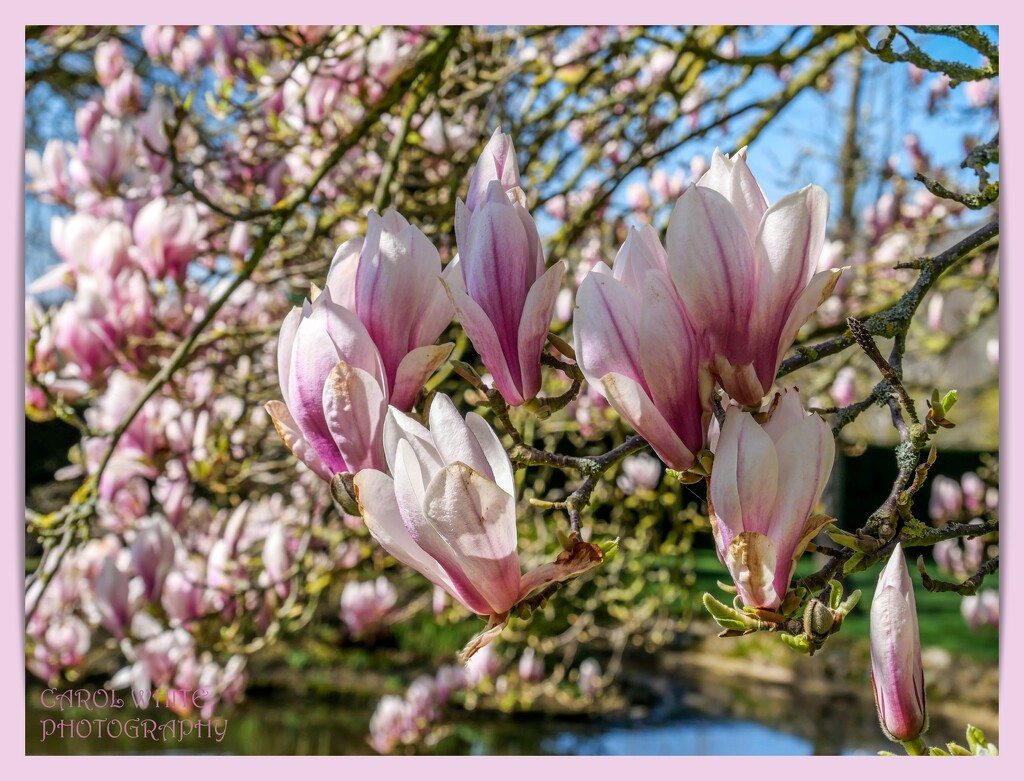 Magnolia Blossom by carolmw