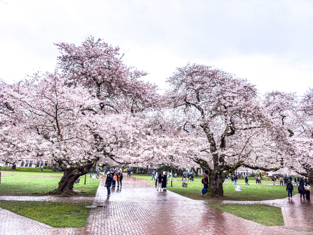 Layers of cherry blossoms by cristinaledesma33