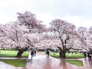 3rd Apr 2023 - Layers of cherry blossoms