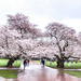 Layers of cherry blossoms by cristinaledesma33