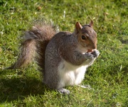 3rd Apr 2023 - Grey Squirrel