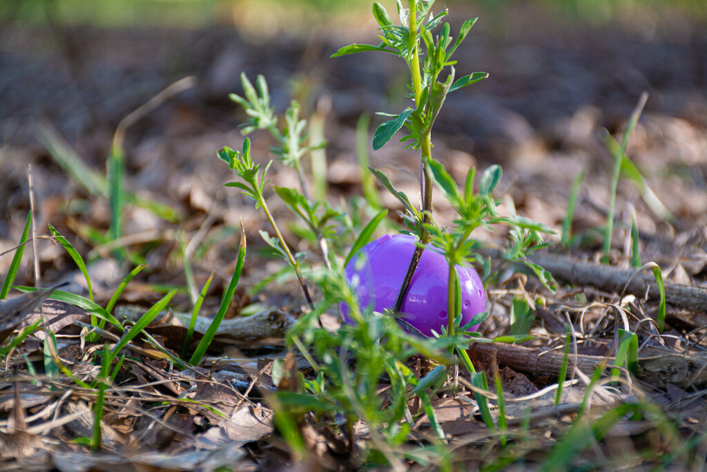 Eggs in the field... by thewatersphotos