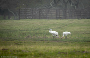 4th Apr 2023 - Whooping Crane Family