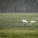 Whooping Crane Family by dkellogg