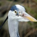 Grey Heron by fishers