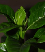 3rd Apr 2023 - Gardenia Bud 
