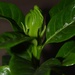 Gardenia Bud  by sandlily