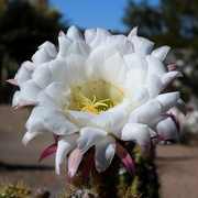 2nd Apr 2023 - Cactus Flower, white
